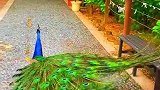 孔雀开屏的一瞬间太美了，爱了