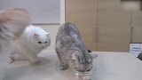 吃饭的小猫咪上线，这可爱的样子，真是有趣！