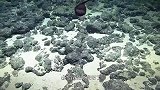 潜水员发现海底大蝌蚪，好奇上前探究，蝌蚪突然张开血盆大口！