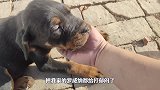 爆炒10只寄居蟹，吃之前带回家给他们做个窝，而且壳里自带寄生