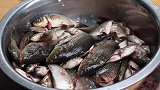 30元买了5斤鲫鱼，做一份“泡椒鲫鱼”鱼刺嚼着吃，越吃越过瘾