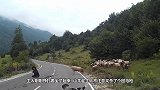 终于找到能制服公羊的动物了，治得服服帖帖，镜头拍下搞笑瞬间