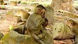 小猴子用这样的方式来都来抢水喝，肯定是渴坏了