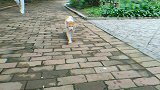小猫咪喜欢自由自在