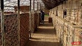 小卡斯罗围攻大卡斯罗，这真是以多欺少啊，逮住一只谁也不敢动了