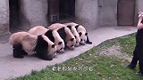 两只熊猫宝宝打闹爬上树，树枝“啪”一声就断了，下一秒忍住别笑