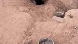 为了避暑，小狗挖了个洞，热到解锁新技能