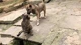 这狗实在是太贱了，自己踩空了，还怪起猫咪来