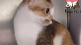 10月21日猫咪日常：玛瑙“电眼”迷人