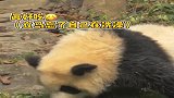 熊猫：泡澡呢，别来打扰我，想干架是吧没完没了了你！