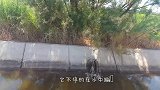 大叔途径野外，发现小鹿在水中挣扎，立马进入了水里！