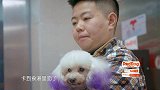 宠物医院2：十二岁的贵宾犬吃骨头被卡到，主人赶忙带到医院就诊
