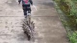 刺猬：谁欺负你了，我今天去帮你报仇！
