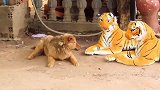 狗子：把我狗魂都吓出来了。