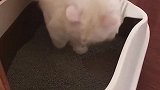 猫：奇了怪，我早上拉的屎那里去了！