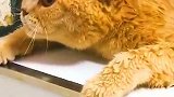 猫：大哥快来救我，我不洗澡！