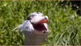 世界上最蠢鸟类，号称鸟中哈士奇，却是鳄鱼杀手