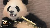 熊猫宝宝彩浜“失忆”22秒，一动不动的呆萌模样可爱到爆