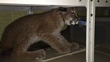 猞猁抢走主人的香烟，拒不归还，你是不是想抽两根？