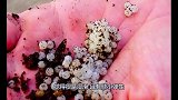 男子野外发现白色小蛋，专家说是蜗牛蛋