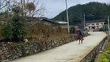 不准开车，那就骑马