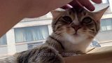 主人在天台偷吃生蚝，猫咪闻腥赶来，猫咪：铲屎的带我一个