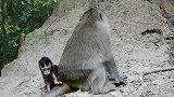 猴宝宝离开妈妈去哪玩呢！走都走不稳