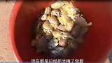 阿雄用鲨鱼肉当诱饵，刚放下陷阱好货就爆桶了，游客全被吸引过来