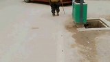 狗子：奶奶对我太好了，天天背着我！