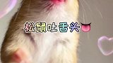 可爱的小松鼠吐舌头！