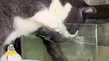 浙江杭州：猫咪趴缸边疯狂捞鱼挨主人打也不松爪