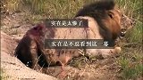 一代狮王坏男孩雄狮T先生：掩护兄弟撤退，最终慷慨就义