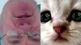 继“猫脸”律师后 美议员在视频会议中“倒挂”出现
