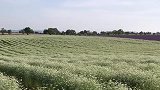 这是什么花？