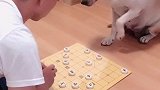 主人和赛文下象棋，看赛文一脸懵圈的反应可爱了，你们都忍住别笑
