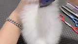 变装后的狗子，你爱了吗