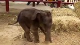 新生的小象幼崽实在是太调皮了 还翻围栏不知道外面很多坏人吗