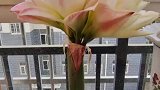 女子怕花影响旁边球生长，狠下心把花给剪了
