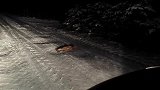 夜里一只狐狸拦路，随即竟倒在地上抽搐不止
