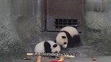 2只熊猫宝宝刚爬上树,“啪”一声树断了