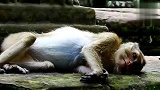猴哥疲惫地躺在石头上就睡着了，另处一家猴子其乐融融