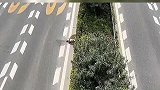 一狗狗在国道上被车撞身亡，路边暴晒五天肚子肿胀