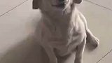 狗狗犯错后，眯眼呲牙卖萌讨好主人
