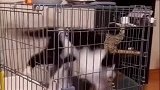 两只在笼子里玩耍的猫咪
