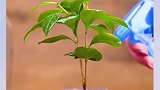 种植小妙招,学会这几招,你女朋友都夸你