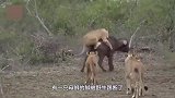 母狮高调捕猎野牛，野牛激烈反抗踢断狮腿！结局太悲催了
