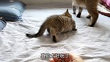 小奶猫练习中太可爱，又咬又抓又滚又跳，结果最后一秒失误了