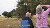 沙漠奇观：一棵树上挂满了山羊，山羊在树枝间随意跳跃，真厉害