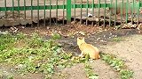 黄色橘猫埋伏在老鼠出没的地方，悄悄的靠近！一发命中