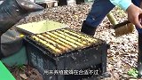 大叔深山采蜂蜜“火爆”网络，50元一斤，一天能卖出上千斤！